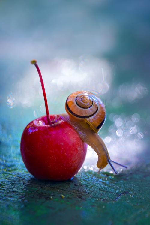 112-The Little Miracles-NiSi Close Up Lens 77mm