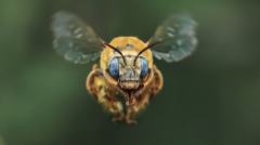 114-Flight Portrait of an Urbane Digger Bee-NiSi Close Up Lens