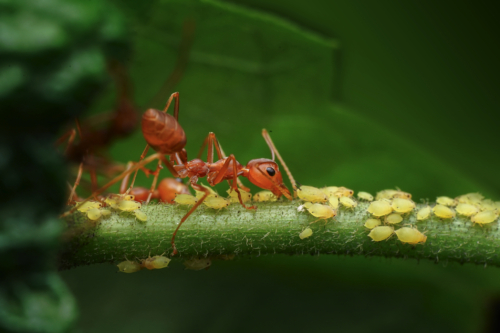 115-The Guardian-NiSi Close Up Lens