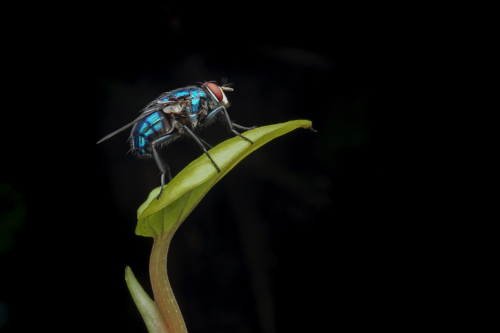 117-Tiny but MIGHTY-NiSi Close Up Lens