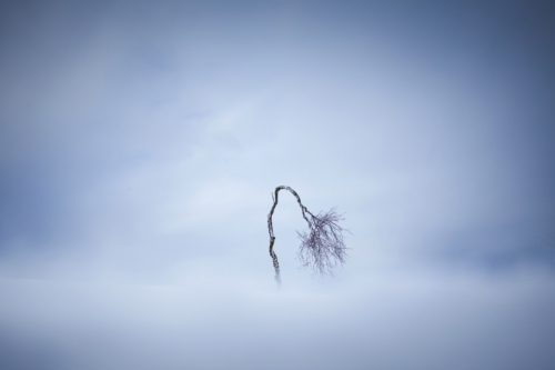 56-Winter tree-NiSi V6 +Soft GND8