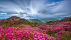 80-Royal Azalea in Mountain Hwangmae-NiSi IR ND64+Soft GND32