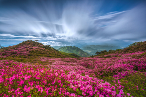 80-Royal Azalea in Mountain Hwangmae-NiSi IR ND64+Soft GND32